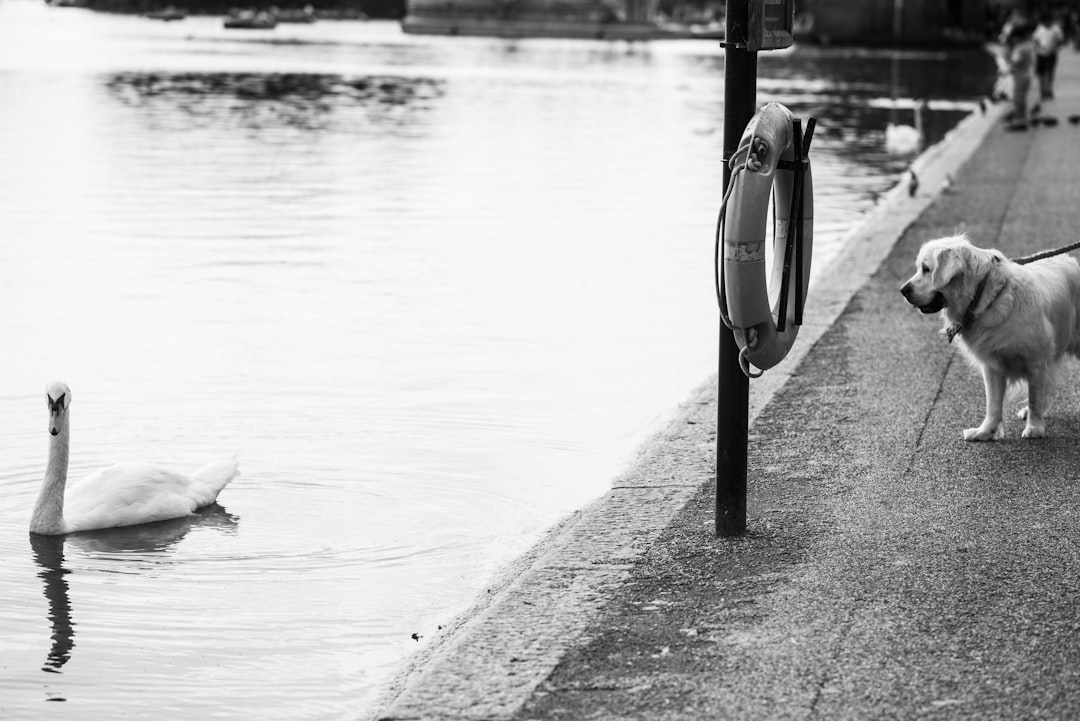 EUR/AUD Forex Chart Analysis with Pivot Points