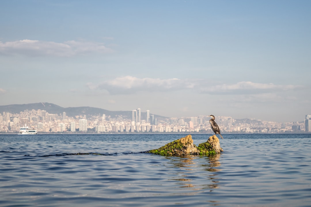 Polkadot (DOT) cryptocurrency chart demonstrating recent price movements and volatility amid macro-economic factors