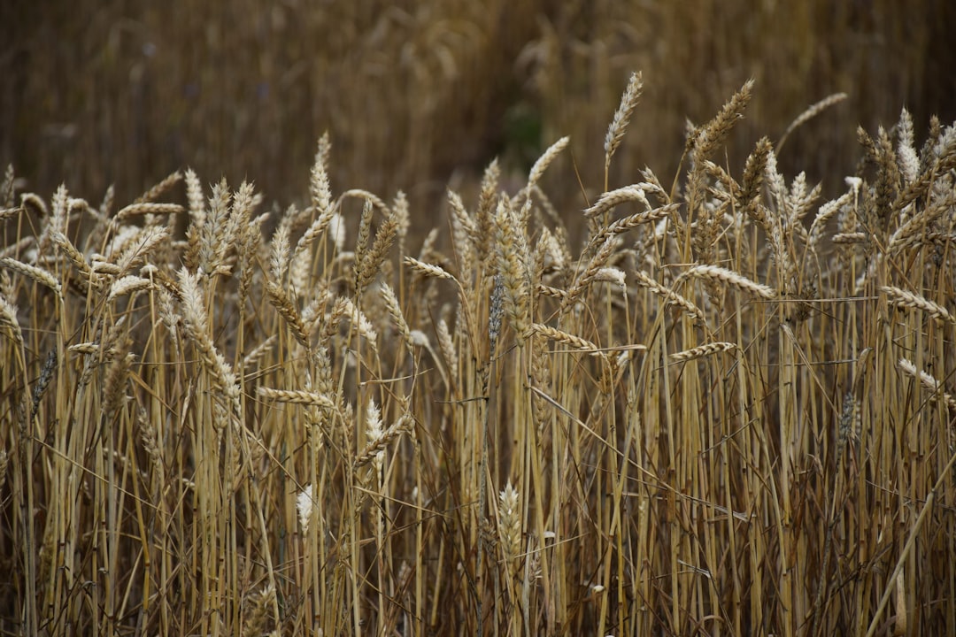 Soybean field with sunrise, symbolizing agricultural commodity markets and price action.