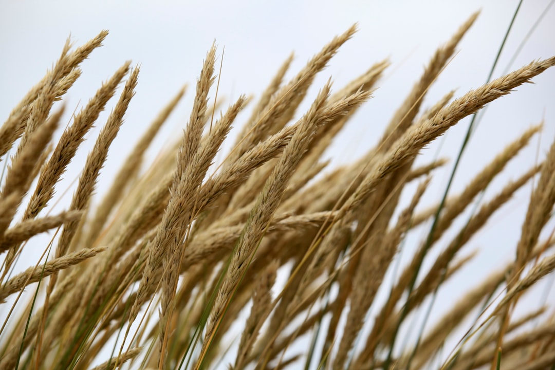 Soybeans commodity chart showing price action and volatility