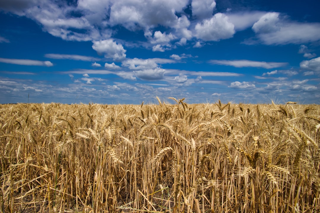 Soybean field with sunrise, symbolizing agricultural market trends and futures.