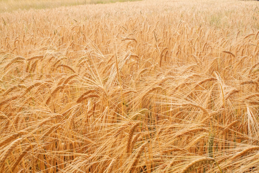 Wheat fields under a cloudy sky, symbolizing agricultural commodities markets and futures trading.