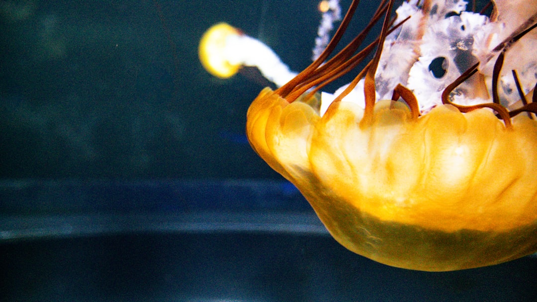 Jellyfish in tank, ULSD heating oil prices nearing 2.42 pivot point amidst winter demand.