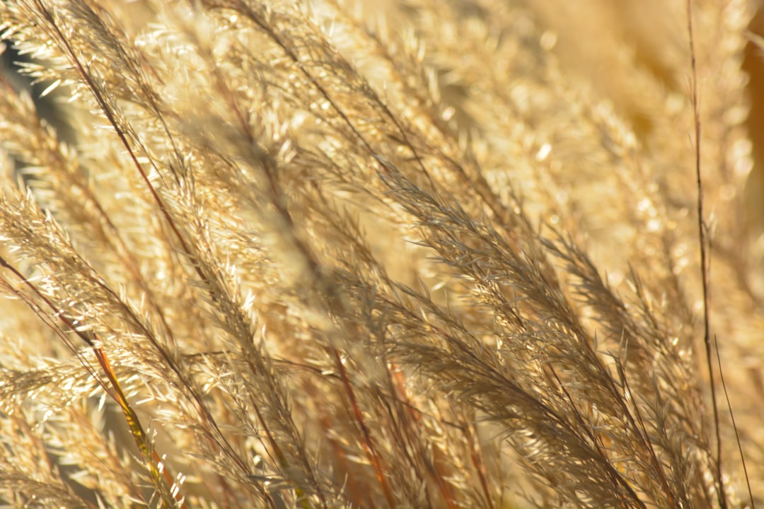 Pasar gandum pivot 528.00: rumput tinggi simbol panen & dinamika perdagangan