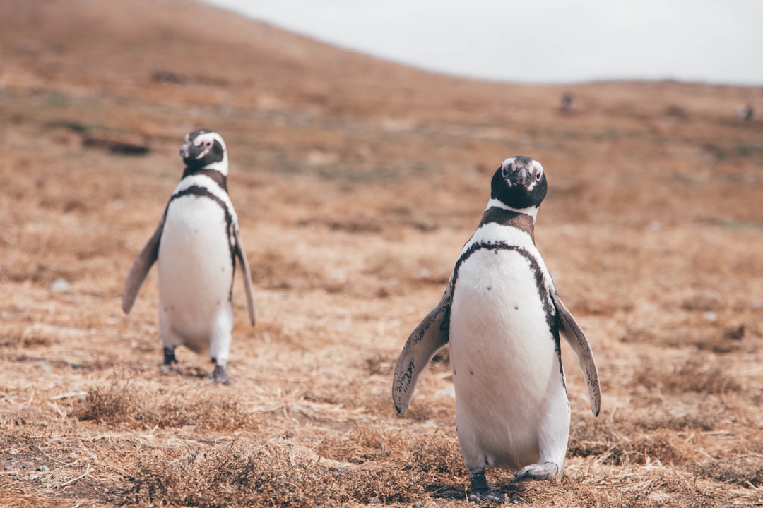 Pudgy Penguins (PENGU) image: Penguins on dry grass, analyzing the $0.0066 pivot for PENGU crypto.