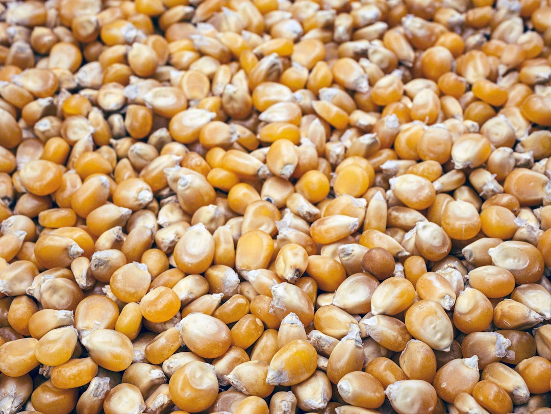 Stos kukurydzy, cena soi, popyt Chin, ryzyko geopolityczne