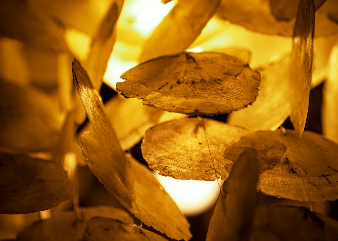 棕色乾枯的葉子象徵鐵礦石價格趨勢、中國需求、宏觀變動。