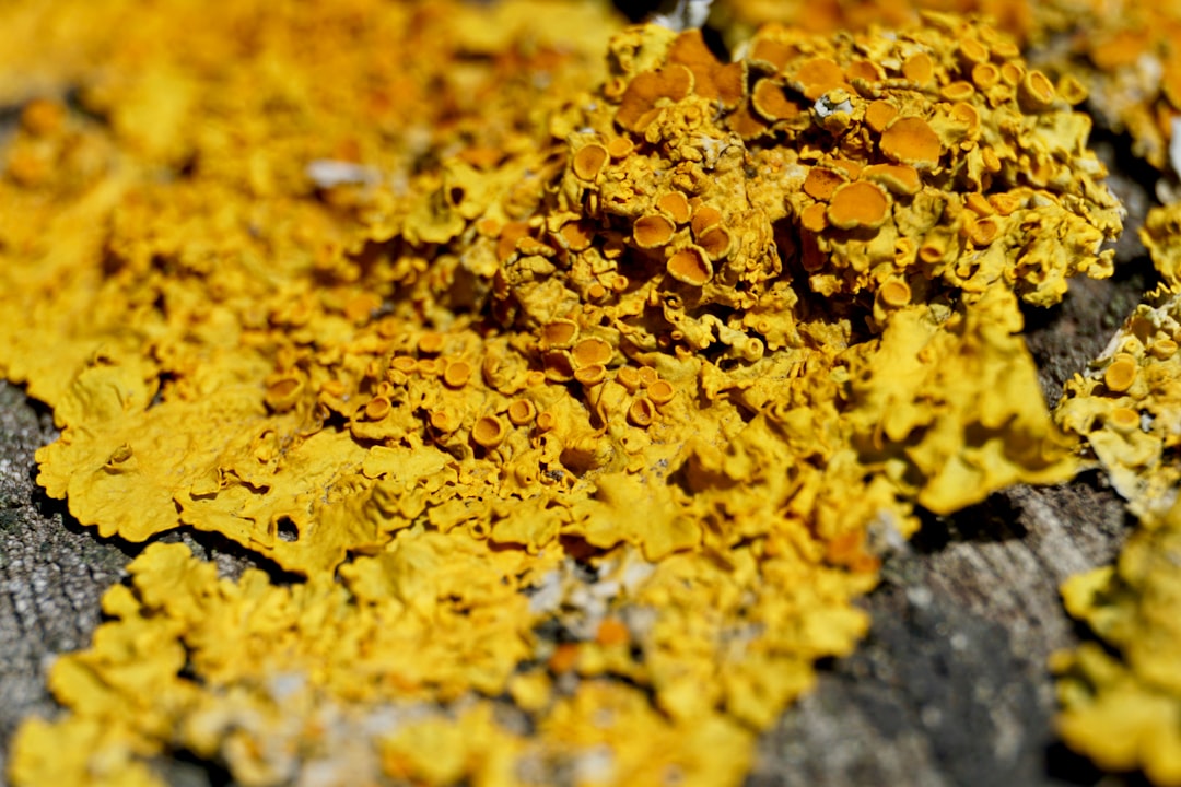 yellow and black powder on black and gray surface