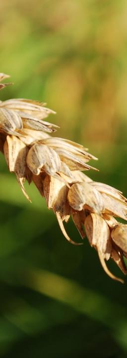 Hedera Hashgraph HBAR cryptocurrency logo with a fluctuating line chart in the background, symbolizing price movements.