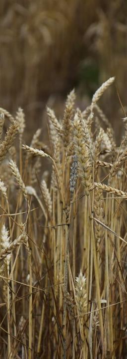 Soybean field with sunrise, symbolizing agricultural commodity markets and price action.