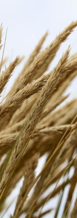 Soybeans commodity chart showing price action and volatility