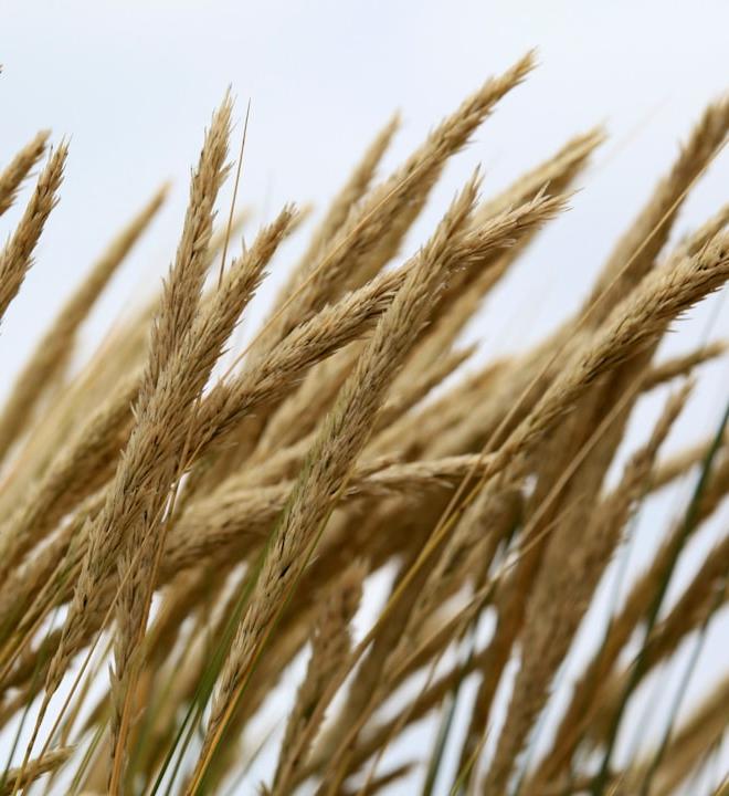 Soybeans commodity chart showing price action and volatility