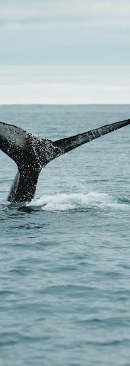 A whale tail flups out of the water