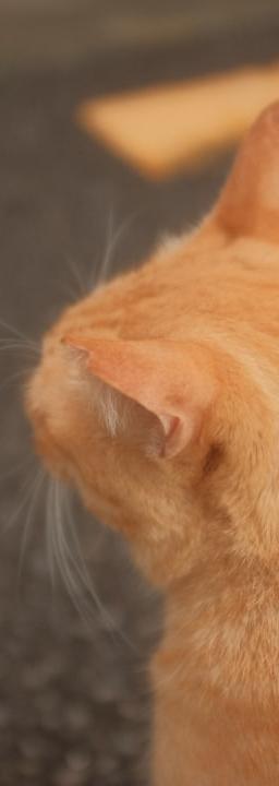 an orange cat sitting on the ground looking up