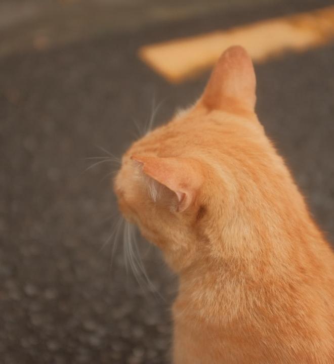 an orange cat sitting on the ground looking up
