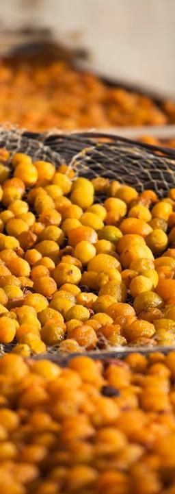 a group of yellow and green corn