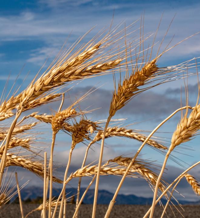 Wheat field at 542.40 resistance. Analysis of wheat futures trading.