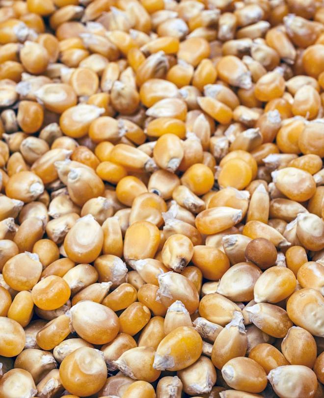 Stos kukurydzy, cena soi, popyt Chin, ryzyko geopolityczne