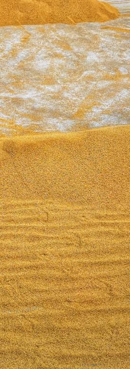 Farmers harvest wheat amidst Iran war volatility impacting prices.