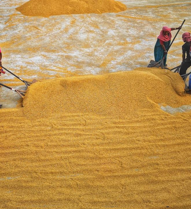 Farmers harvest wheat amidst Iran war volatility impacting prices.