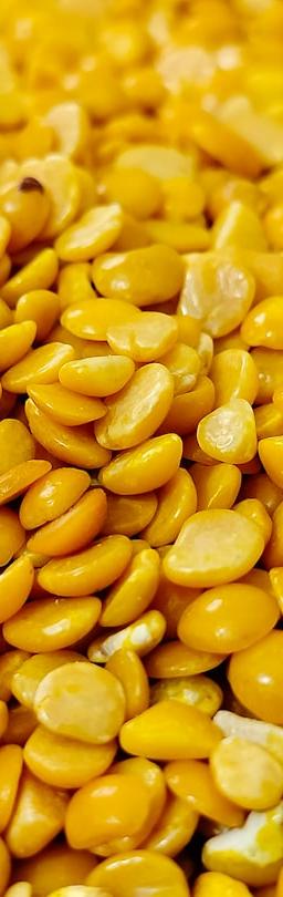 a close up of a pile of yellow corn